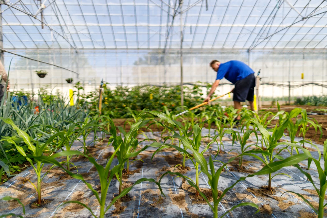Colour photo of a person working in a garden